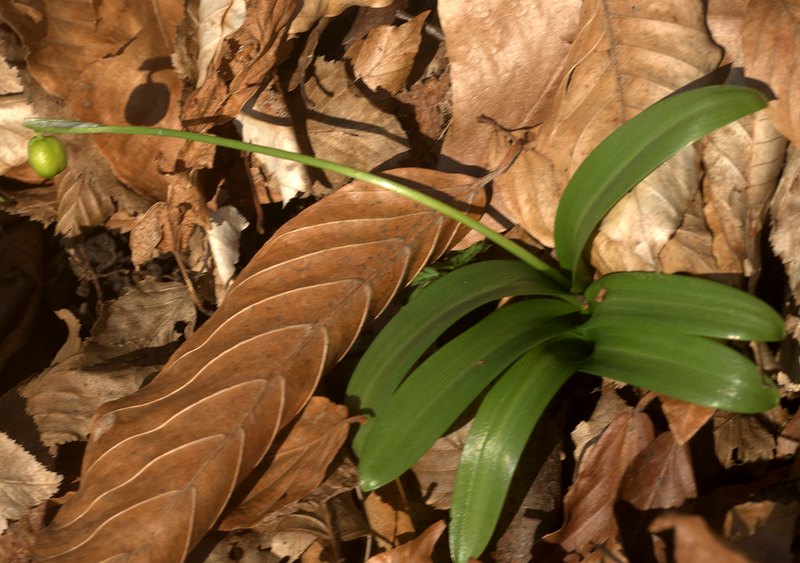 Изображение особи Galanthus woronowii.