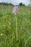 Orchis militaris. Цветущее растение. Ленинградская обл., Гатчинский р-н, окр. пос. Пудость, луг в старом травертиновом карьере. 04.06.2016.