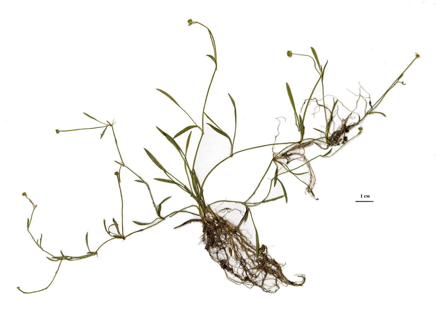 Image of Ranunculus flammula specimen.