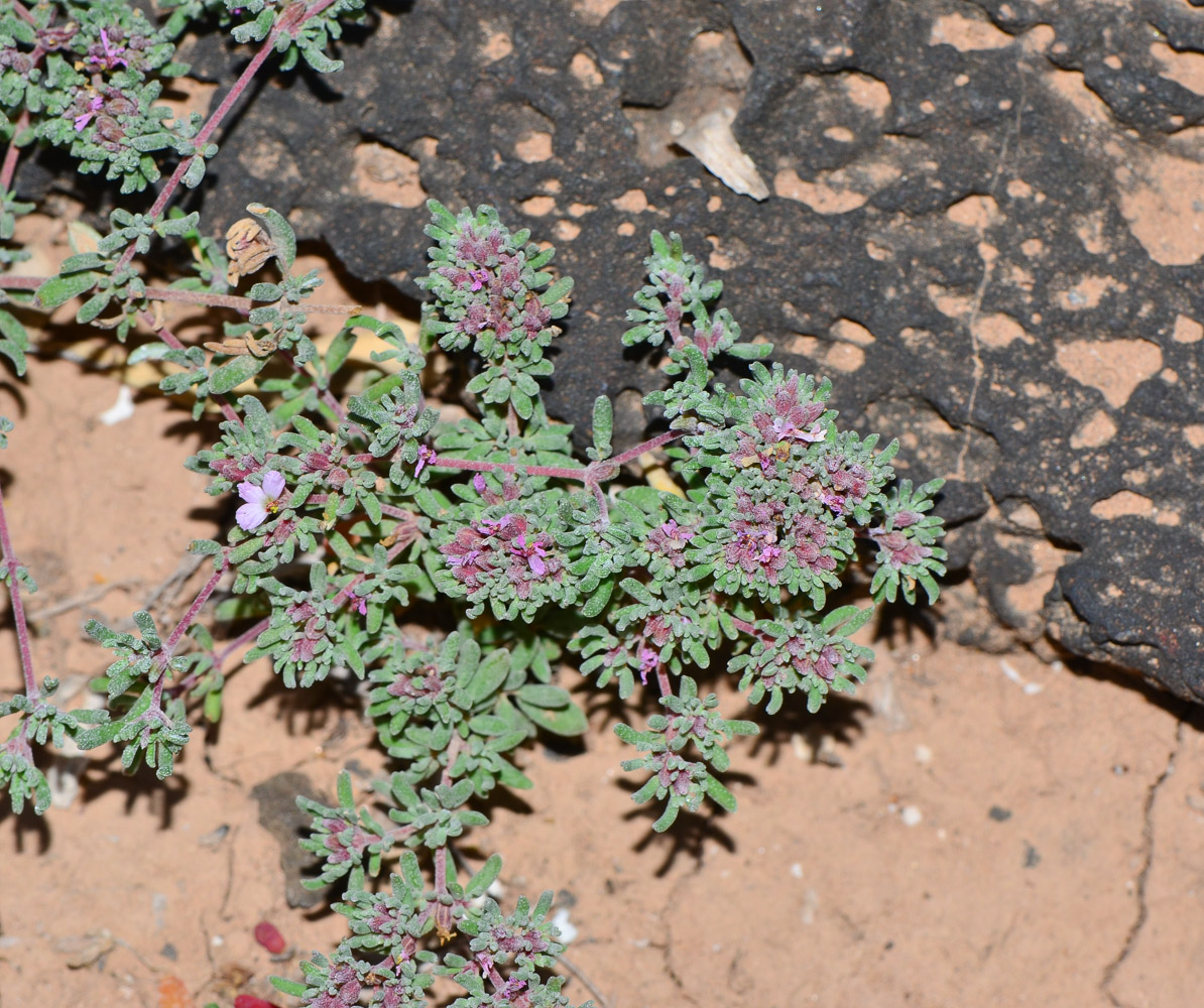 Image of genus Frankenia specimen.