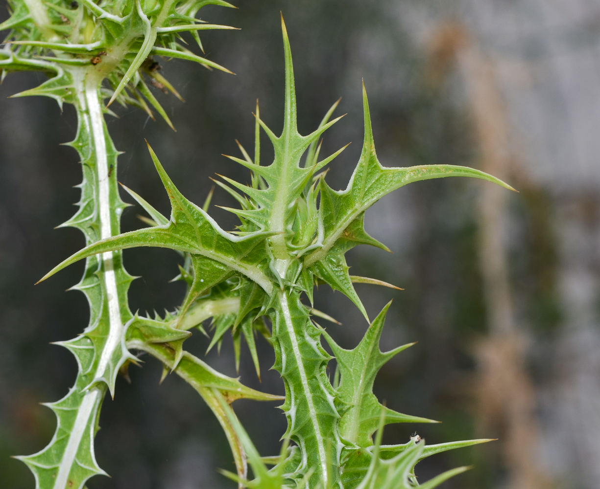 Изображение особи Scolymus maculatus.