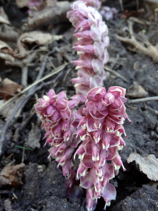 Image of Lathraea squamaria specimen.