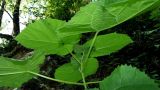 Paulownia tomentosa. Верхушка молодого растения. Краснодарский край, Сочи, окр. Хосты, Тисо-Самшитовая роща. 24.09.2016.