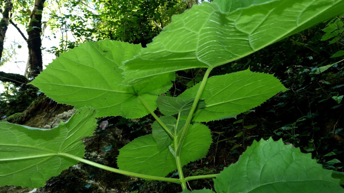 Image of Paulownia tomentosa specimen.