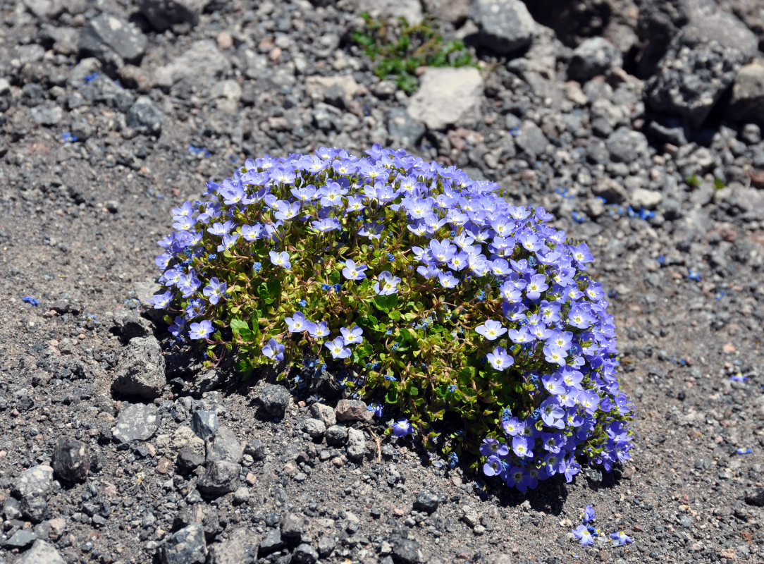 Image of Veronica minuta specimen.