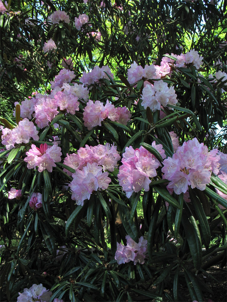 Image of Rhododendron makinoi specimen.