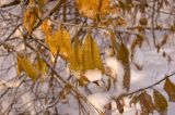 genus Salix