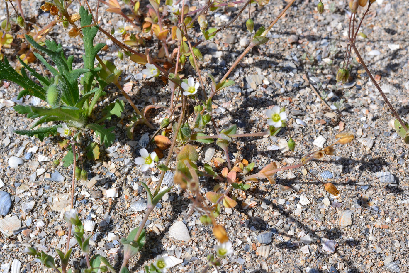 Изображение особи Holosteum umbellatum.