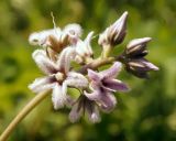 Metaplexis japonica. Соцветие. Амурская обл., Бурейский р-н, правый берег р. Бурея, окр. с. Малиновка, залесённый уч. около грунтовой дороги. 17.07.2016.