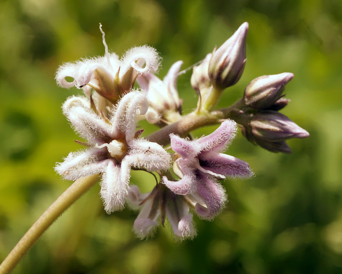 Изображение особи Metaplexis japonica.