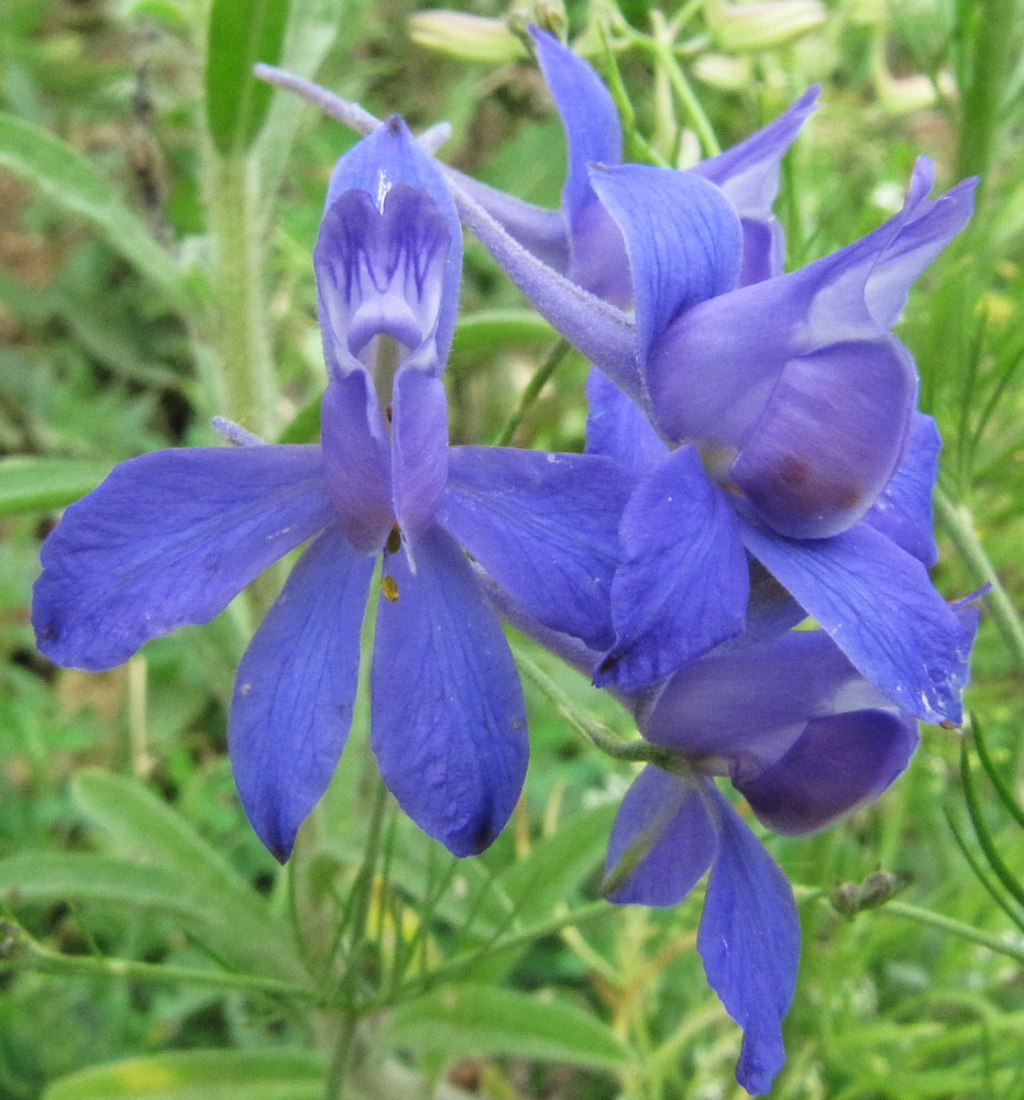 Image of Delphinium consolida specimen.