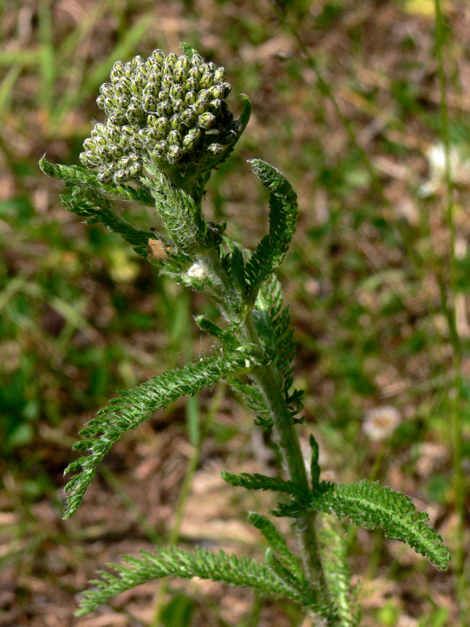 Image of Achillea nigrescens specimen.