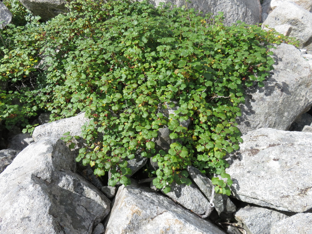 Изображение особи Ribes graveolens.