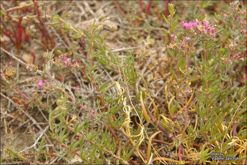 Image of Frankenia hirsuta specimen.