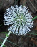 Echinops sphaerocephalus