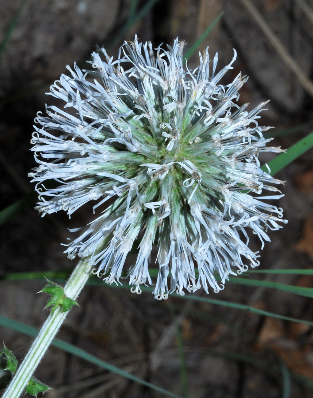 Image of Echinops sphaerocephalus specimen.