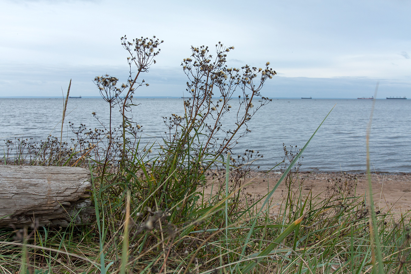 Image of Hieracium umbellatum var. dunale specimen.