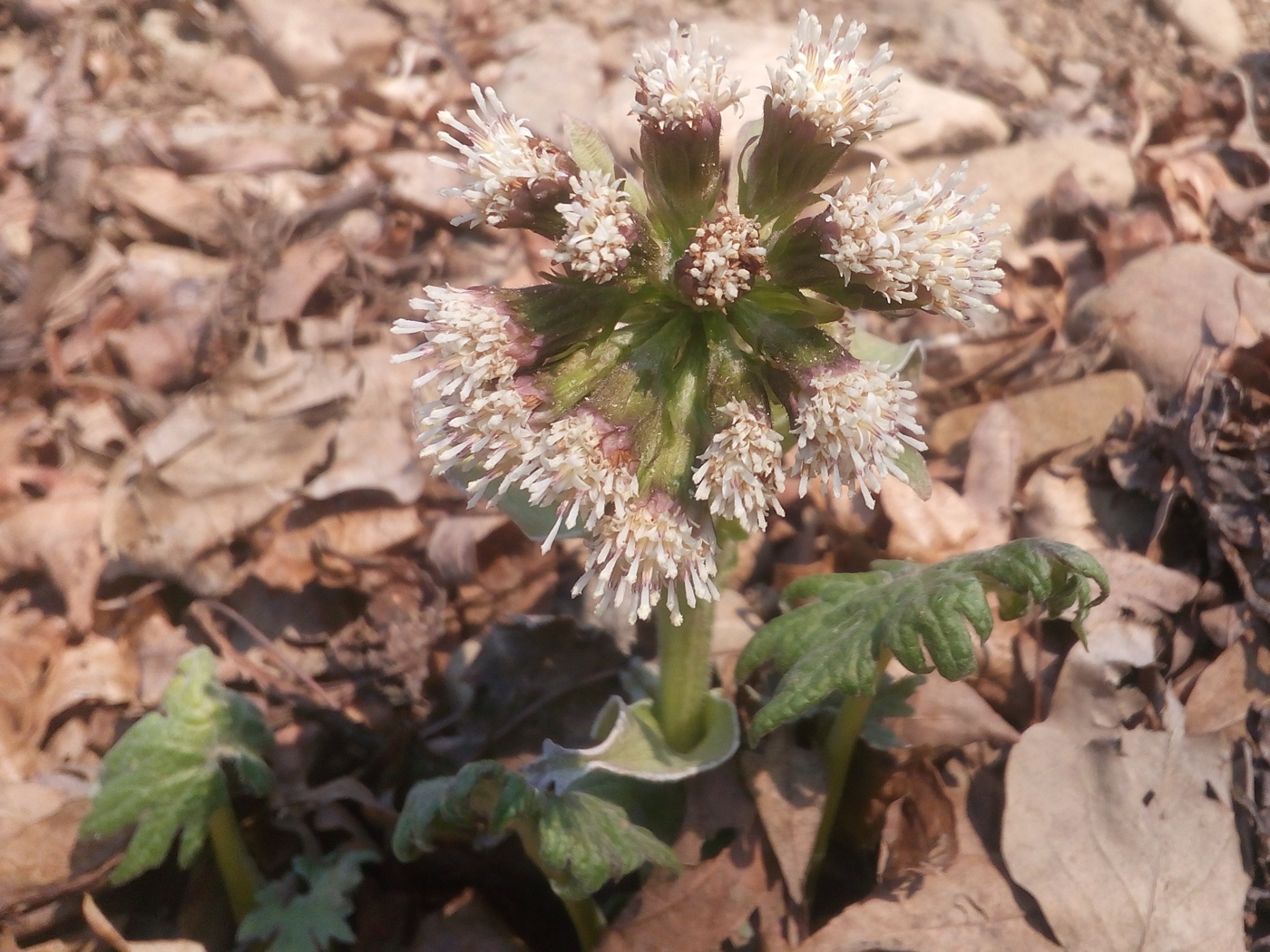 Изображение особи Petasites tatewakianus.