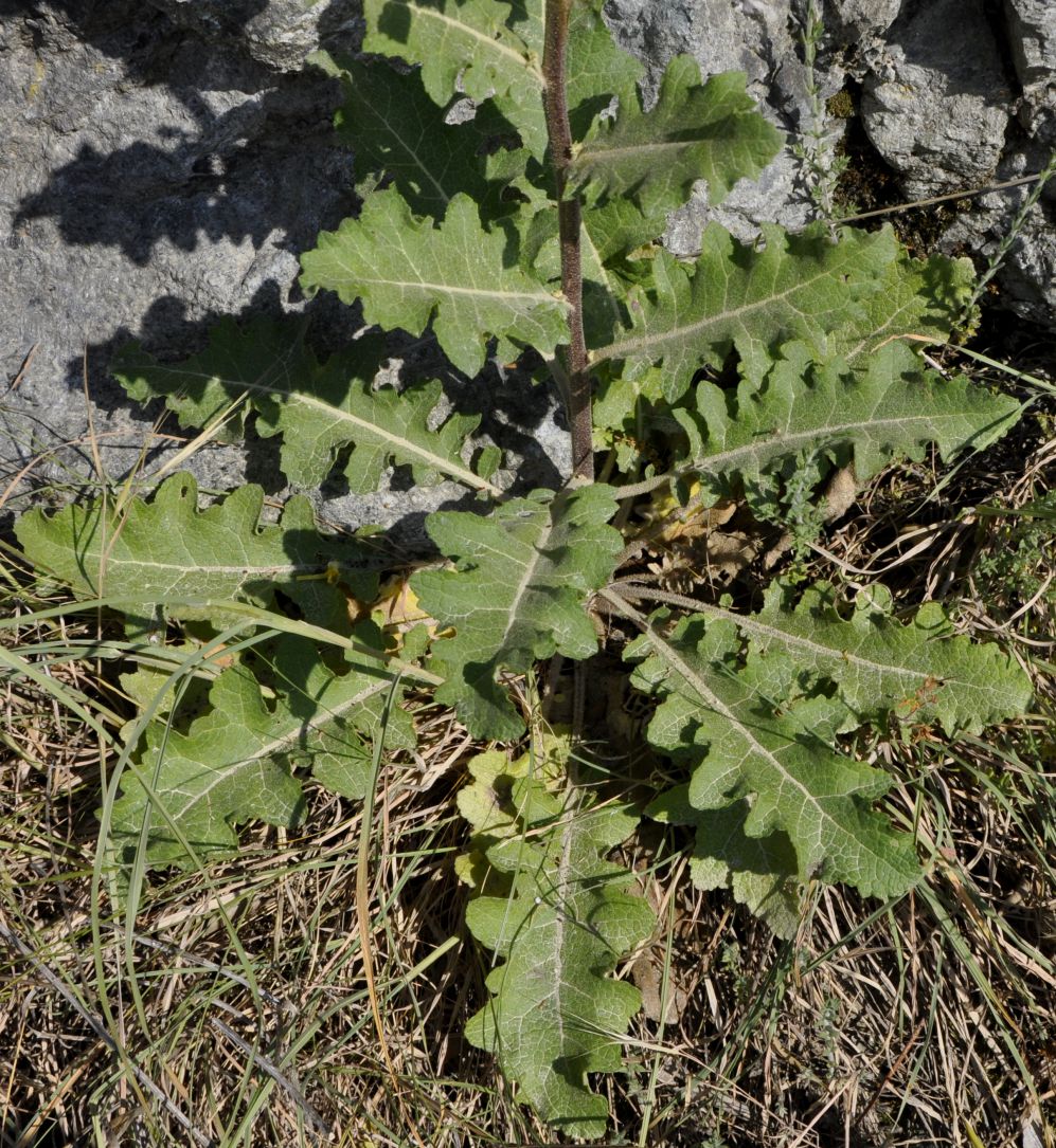 Image of Verbascum banaticum specimen.