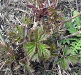 Rubus caesius