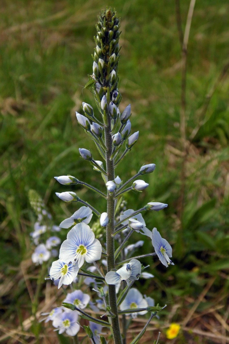 Image of Veronica gentianoides specimen.