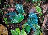 Begonia pavonina. Вегетирующее растение. Малайзия, Камеронское нагорье, ≈ 1400 м н.у.м., влажный тропический лес. 03.05.2017.