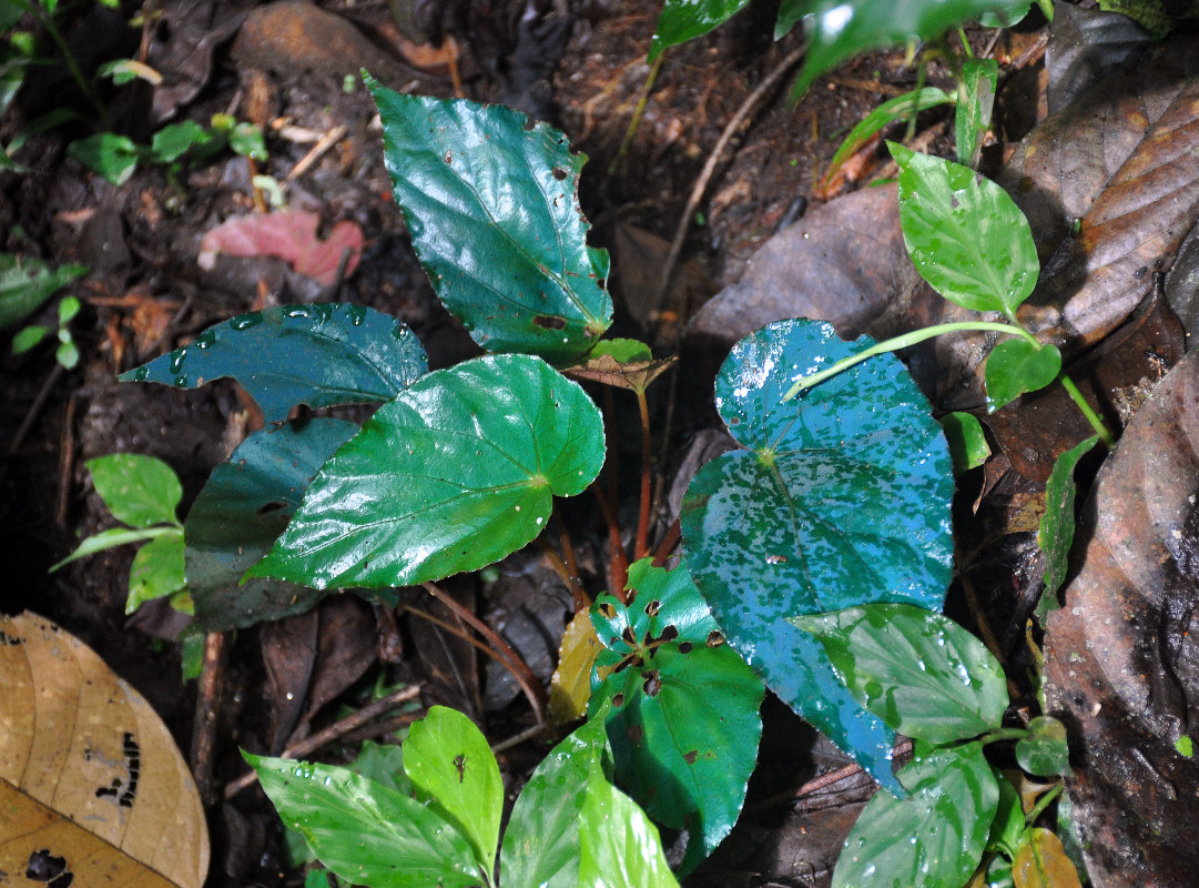 Image of Begonia pavonina specimen.