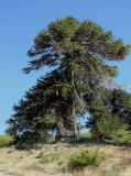 Araucaria araucana
