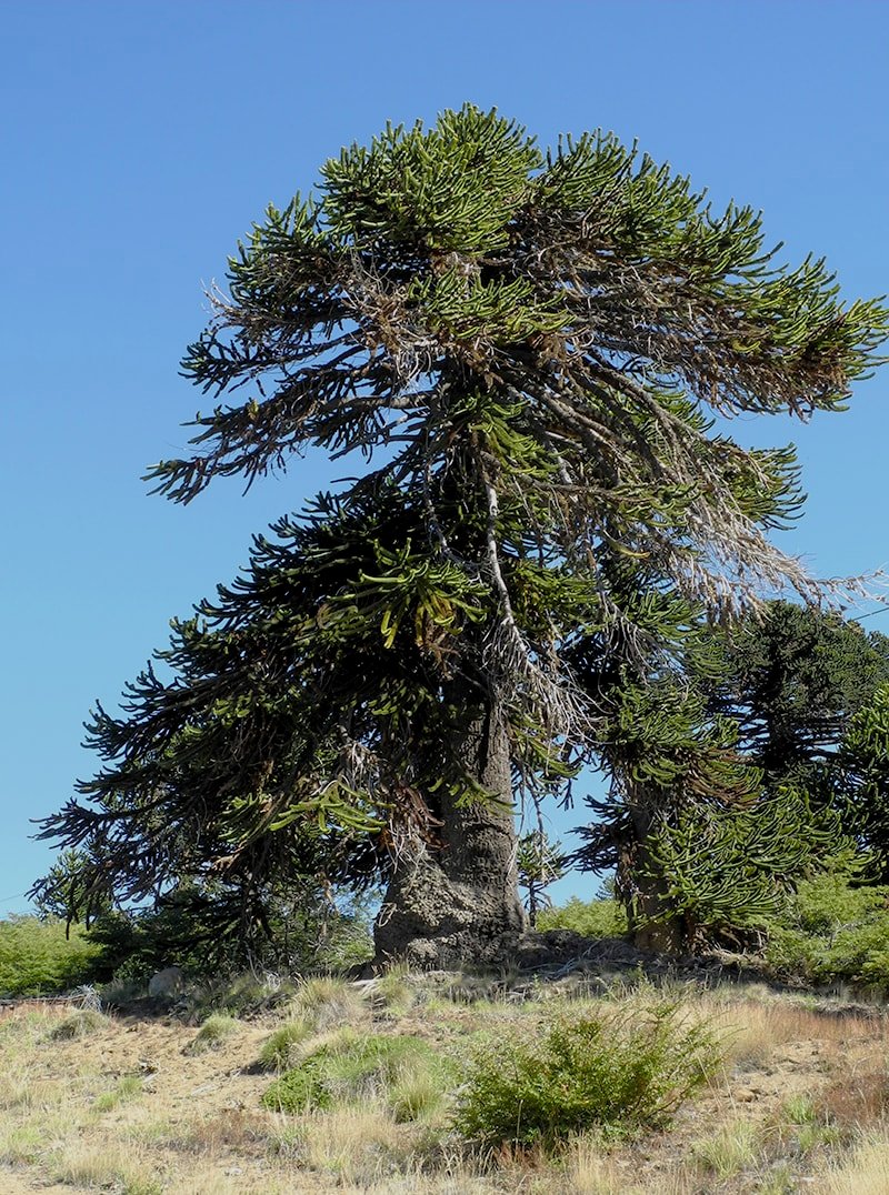 Image of Araucaria araucana specimen.