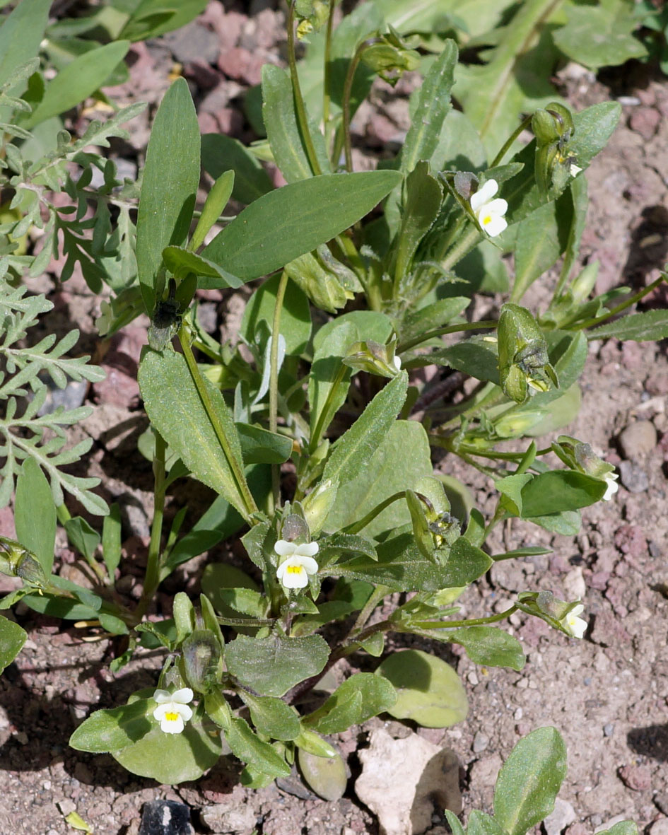 Изображение особи Viola occulta.