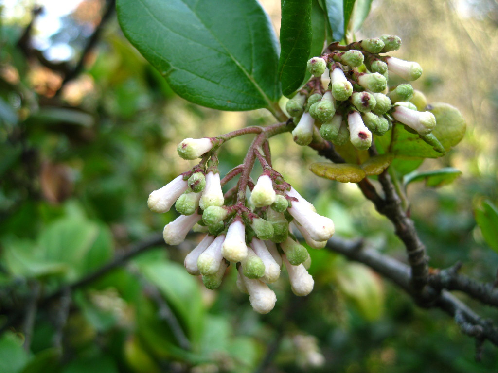 Изображение особи Viburnum suspensum.