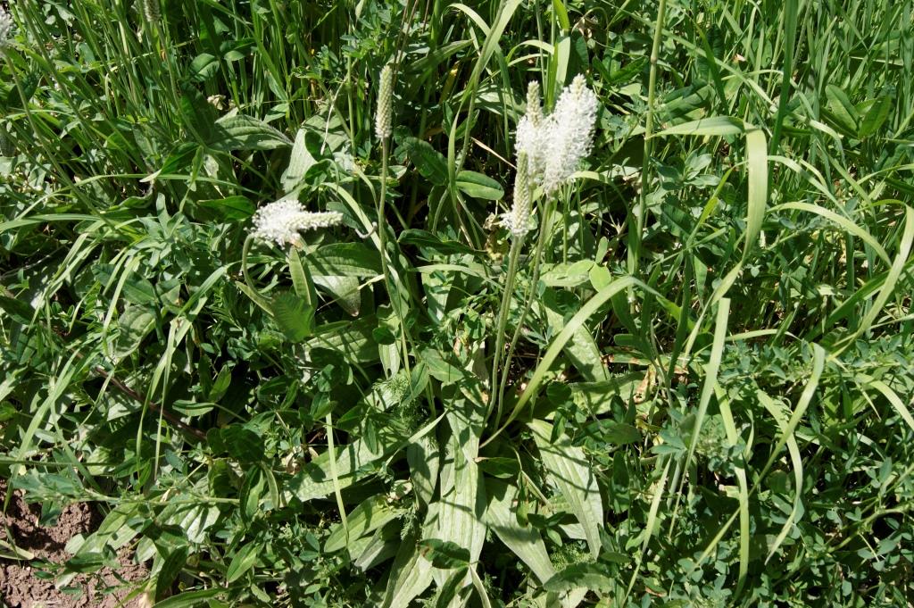 Image of Plantago media specimen.