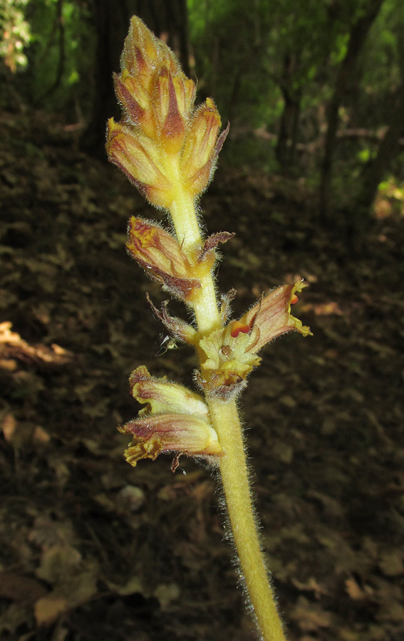 Изображение особи Orobanche laxissima.