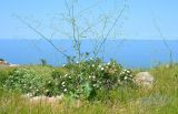 Crambe koktebelica. Цветущие растения в приморской степи. Крым, Керченский п-ов, Приазовье, Караларская степь. 31.05.2017.