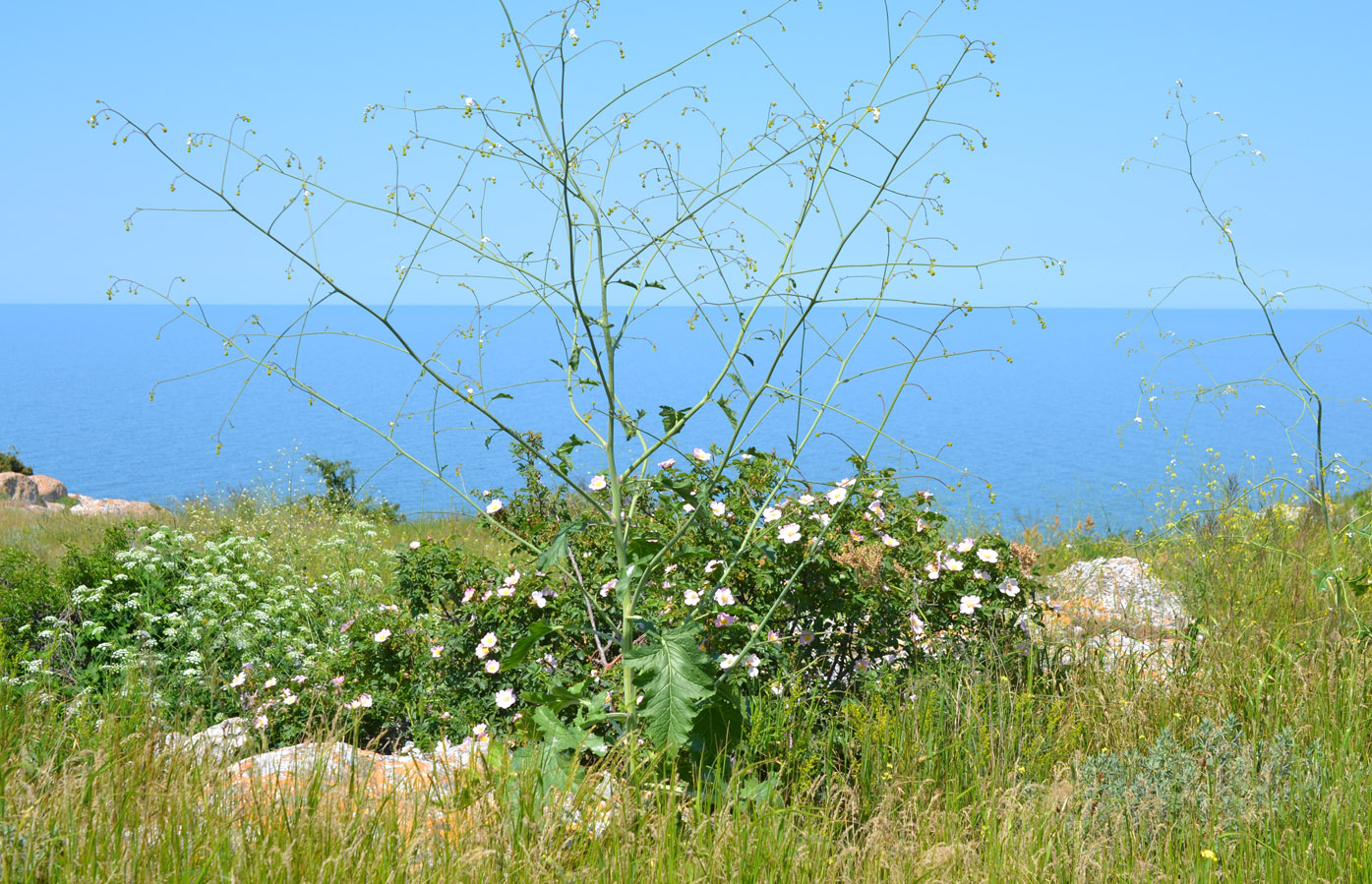 Изображение особи Crambe koktebelica.