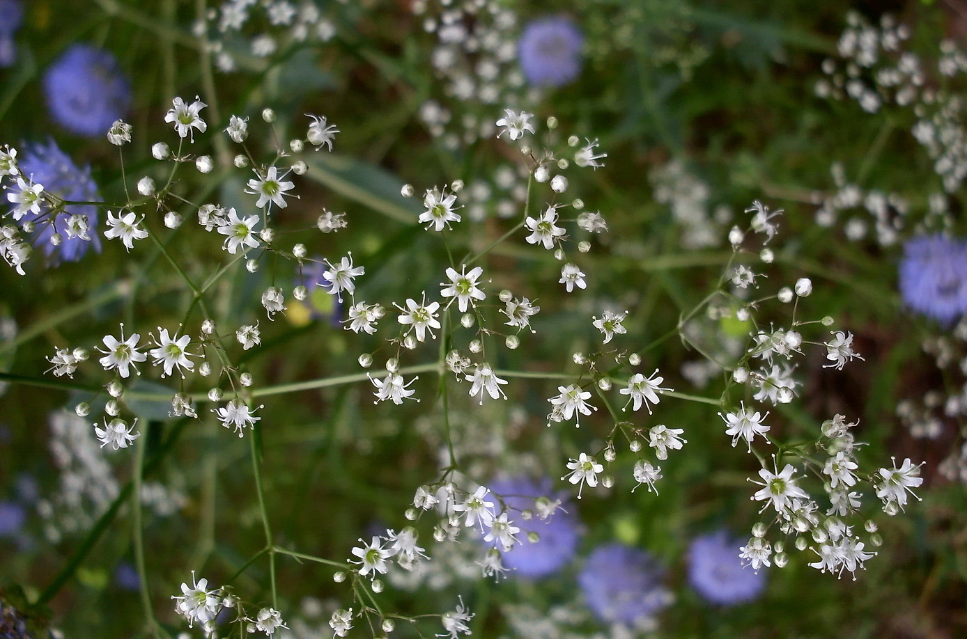 Изображение особи Gypsophila paniculata.