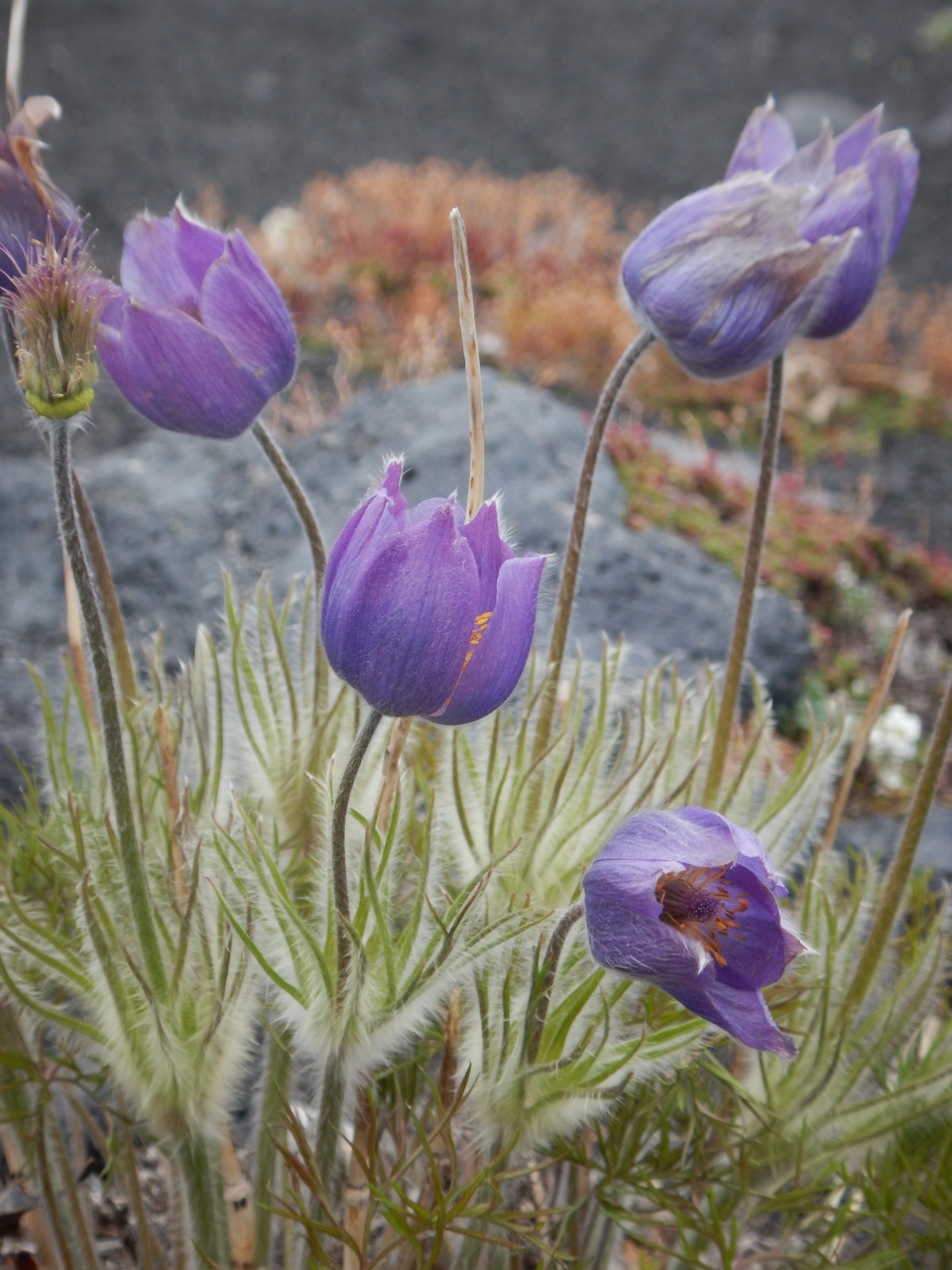 Image of Pulsatilla multifida specimen.