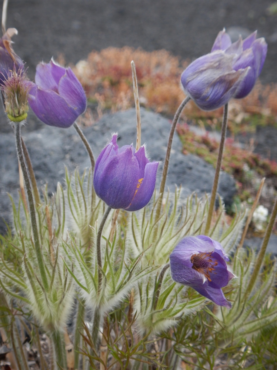 Изображение особи Pulsatilla multifida.