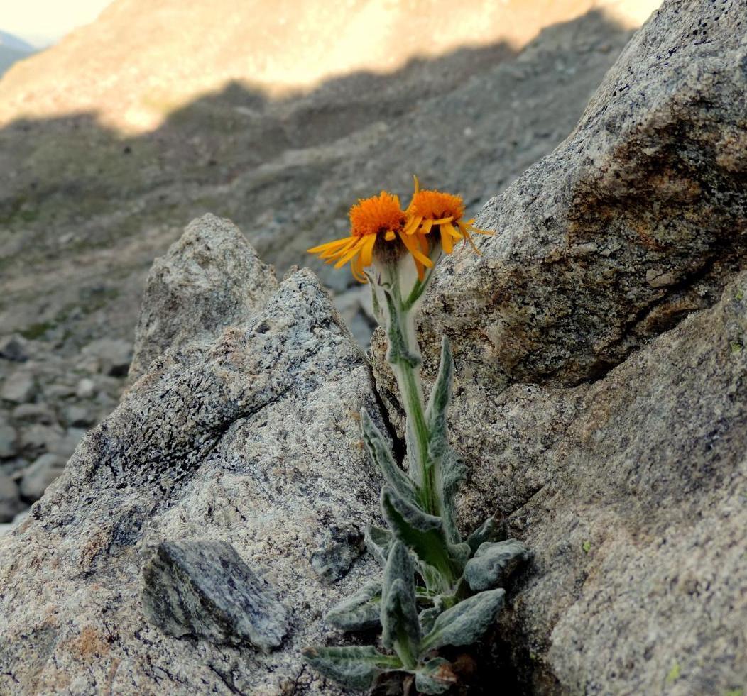 Image of Tephroseris karjaginii specimen.