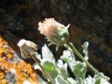 Erigeron amorphoglossus. Верхушки побегов с соцветием и отплодоносившим соплодием. Южный Казахстан, Таласский Алатау, запов. Аксу-Жабаглы, перевал Кши-Каинды, выс. 2650 м н.у.м., скалы на склоне северной экспозиции. 17 июля 2017 г.