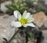 Anthemis saportana. Соцветие. Кабардино-Балкария, Эльбрусский р-н, долина р. Ирикчат, ок. 3000 м н.у.м., каменистый луг. 28.07.2017.