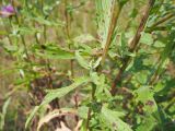 Centaurea jacea