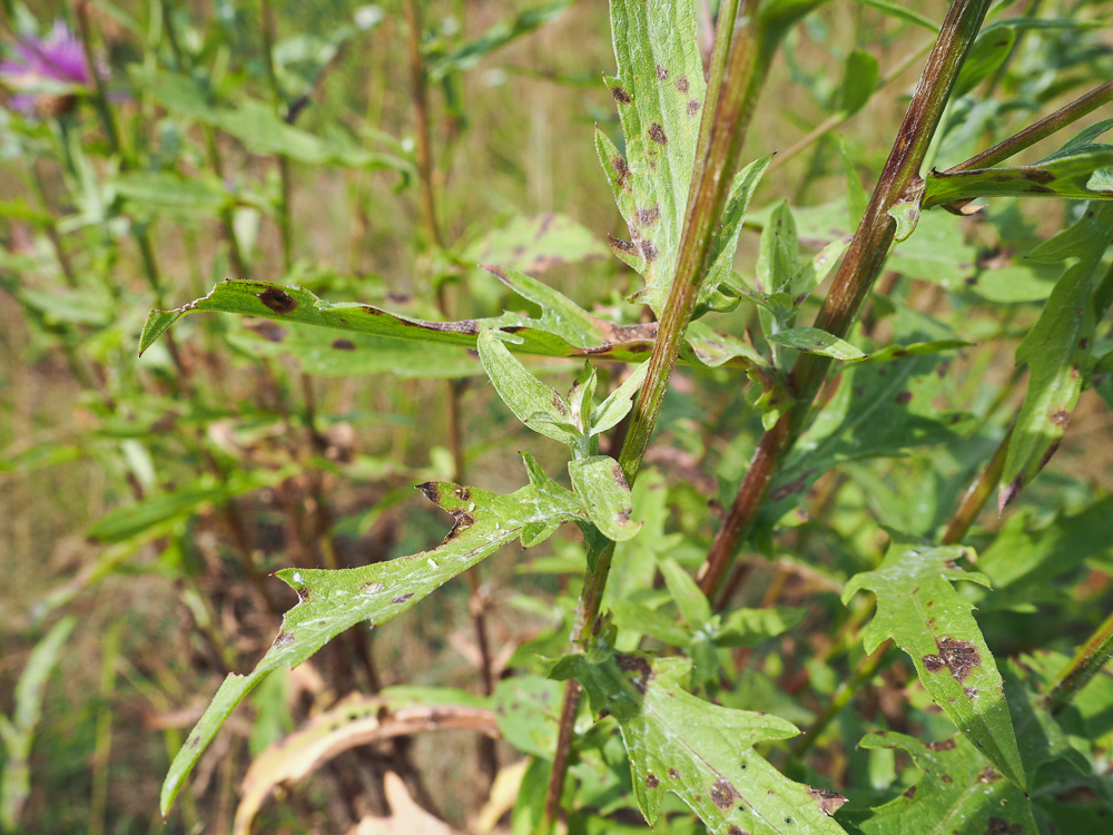 Image of Centaurea jacea specimen.