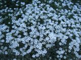 Cerastium tomentosum