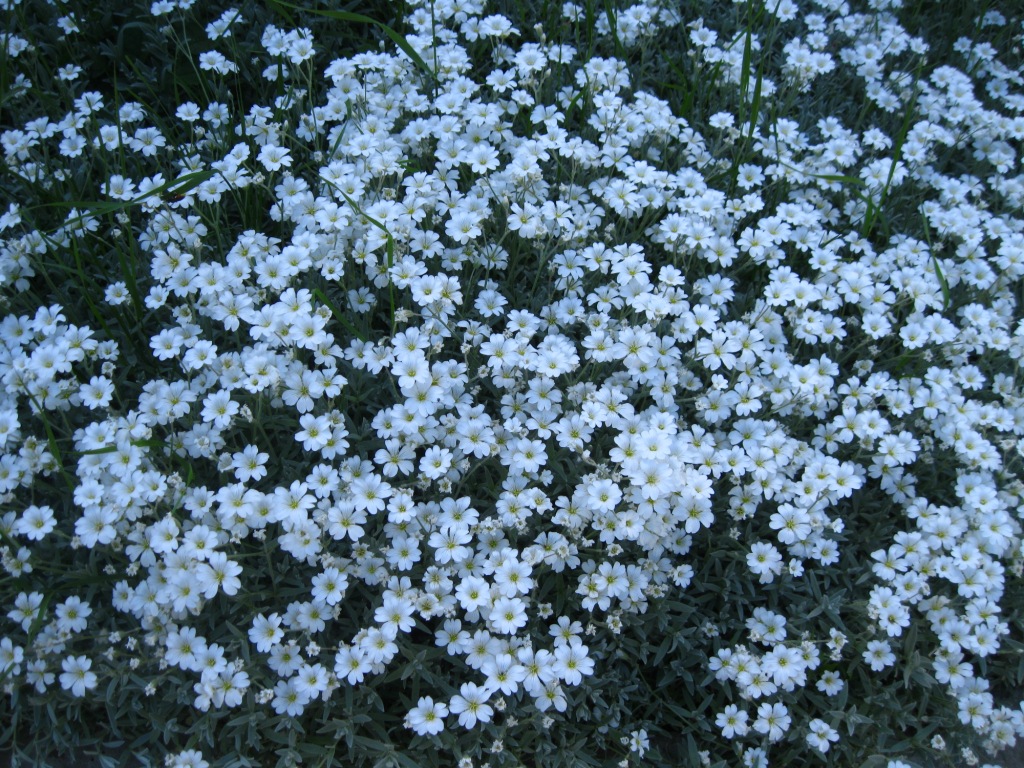 Изображение особи Cerastium tomentosum.