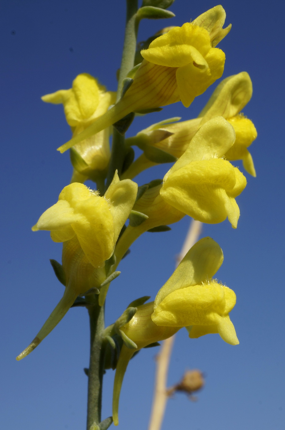 Изображение особи Linaria sabulosa.