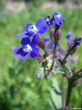 Anchusa stylosa