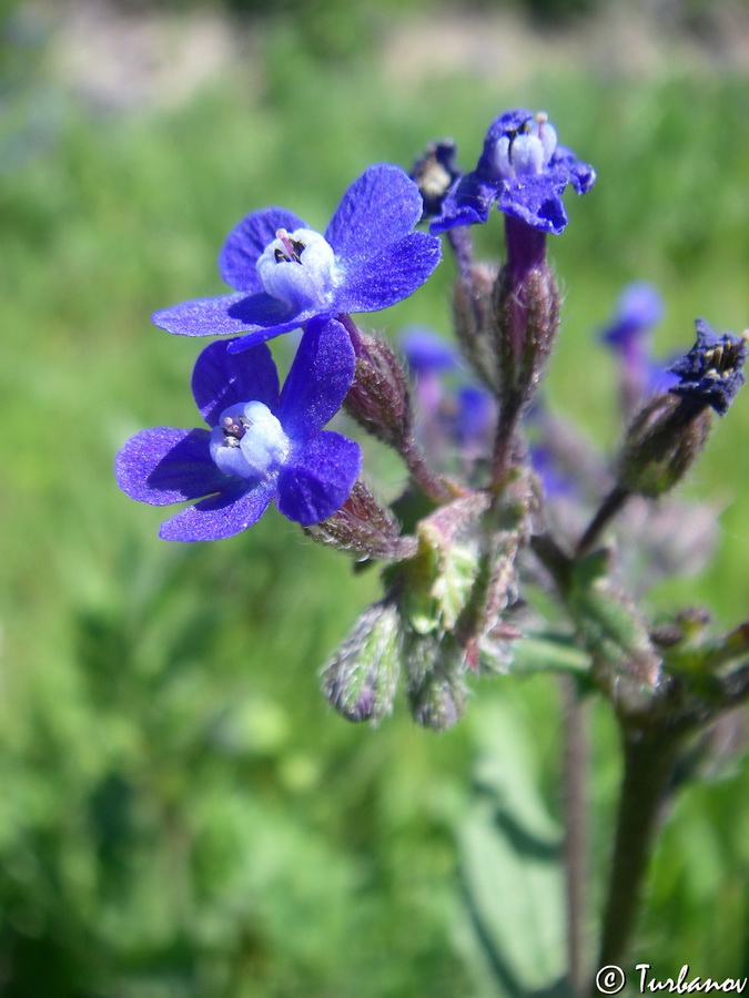 Изображение особи Anchusa stylosa.