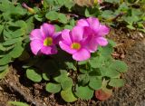 Oxalis purpurea