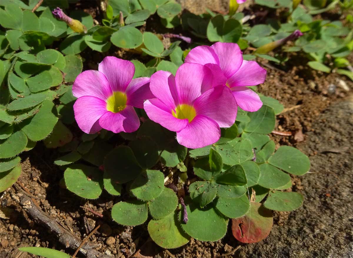 Image of Oxalis purpurea specimen.